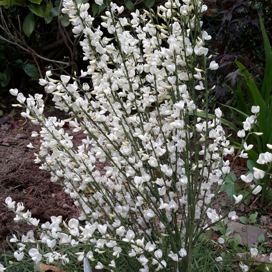 Warminster Broom Albus in the GardenTags plant encyclopedia