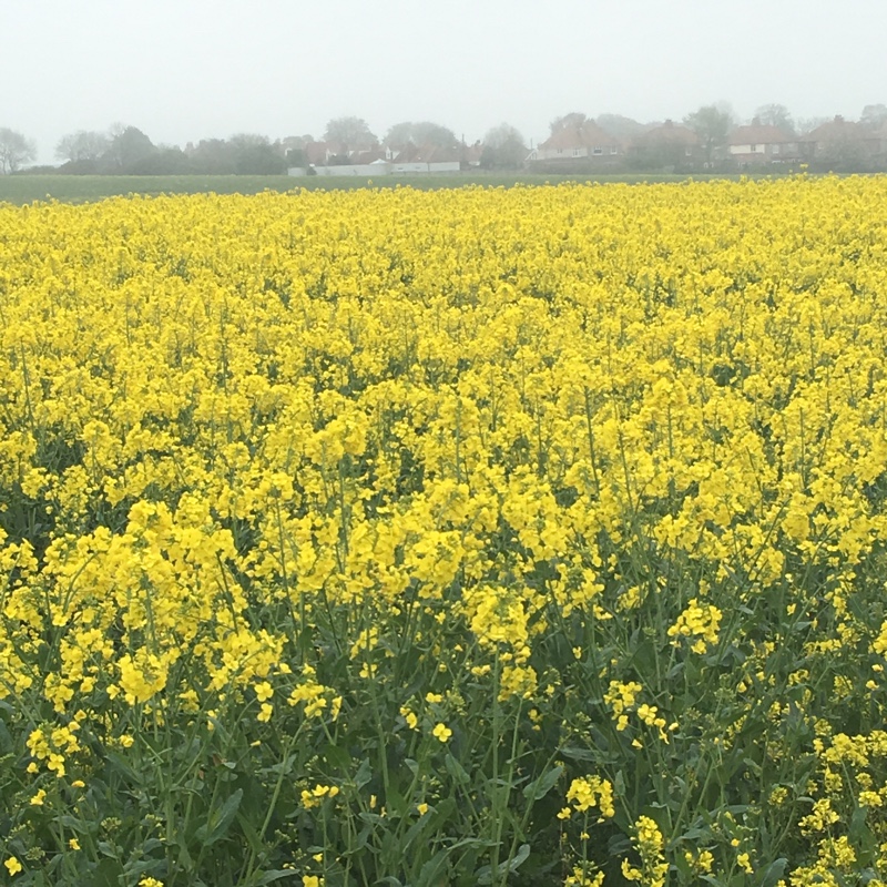 Rapeseed in the GardenTags plant encyclopedia