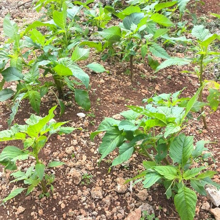 Green Callaloo in the GardenTags plant encyclopedia