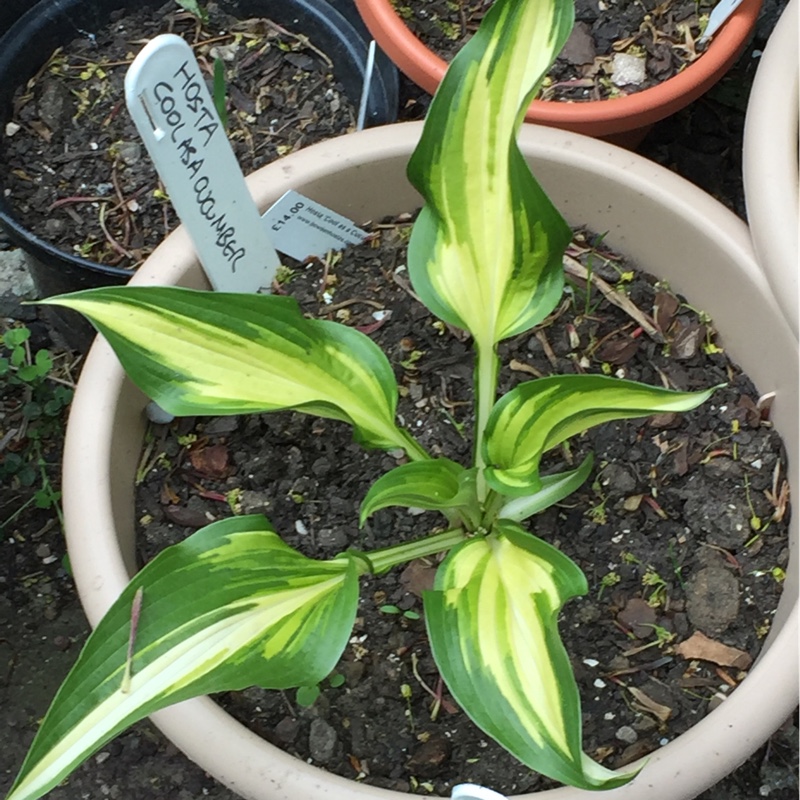 Plantain Lily Cool as a Cucumber in the GardenTags plant encyclopedia