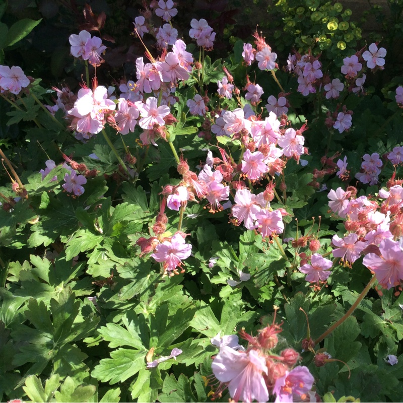 Spotted Cranesbill in the GardenTags plant encyclopedia