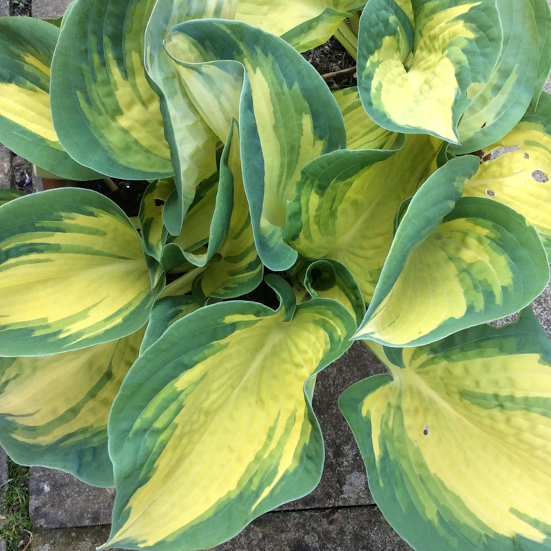 Plantain Lily Forbidden Fruit in the GardenTags plant encyclopedia