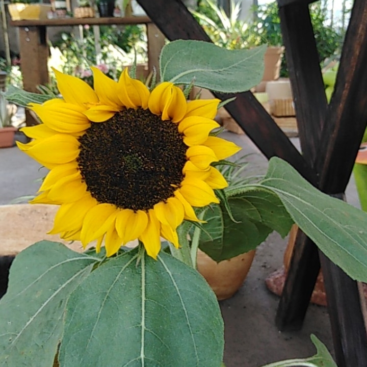 Sunflower Soraya in the GardenTags plant encyclopedia