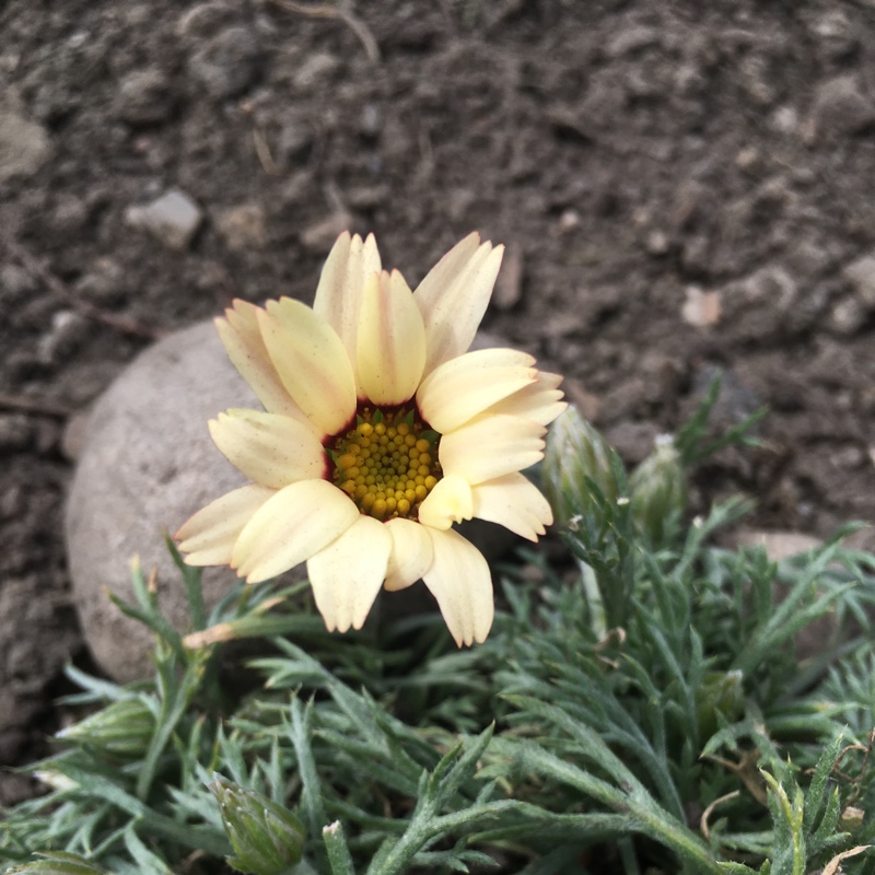 Moroccan Daisy Sunshine Peach in the GardenTags plant encyclopedia