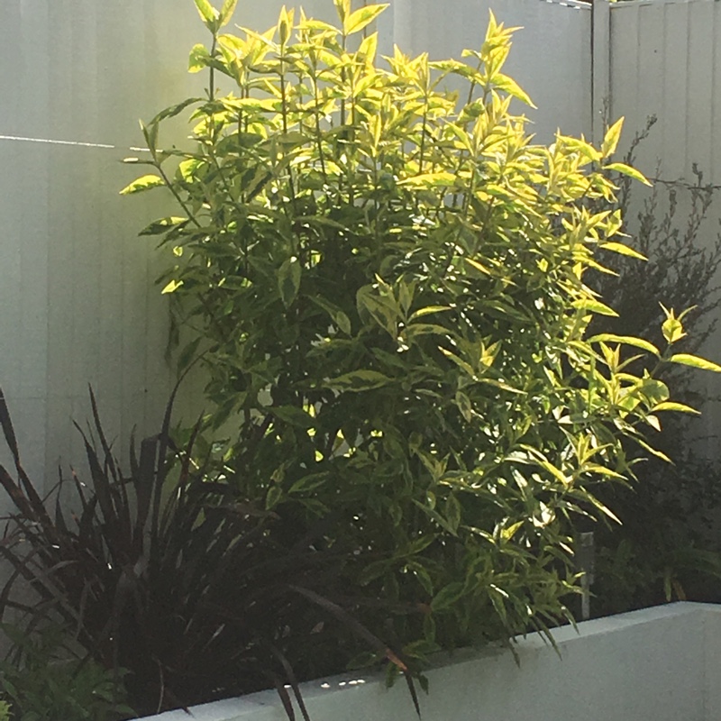 Butterfly Bush Santana in the GardenTags plant encyclopedia