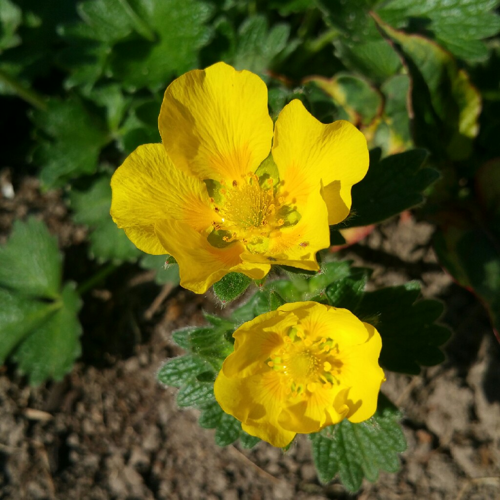 Dwarf Yellow Potentilla in the GardenTags plant encyclopedia