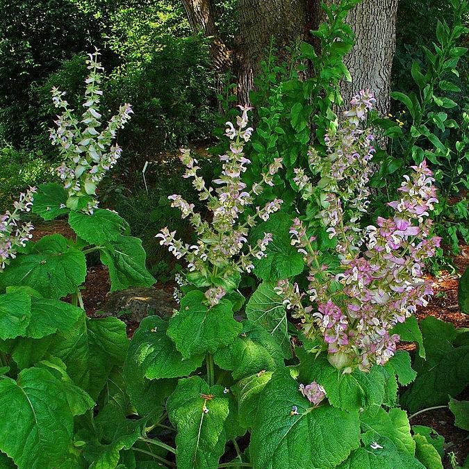 Clary Sage in the GardenTags plant encyclopedia