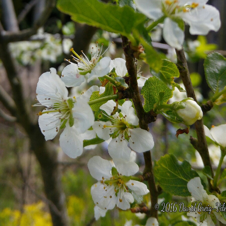 Plum Tree Reine Claude dAlthan in the GardenTags plant encyclopedia