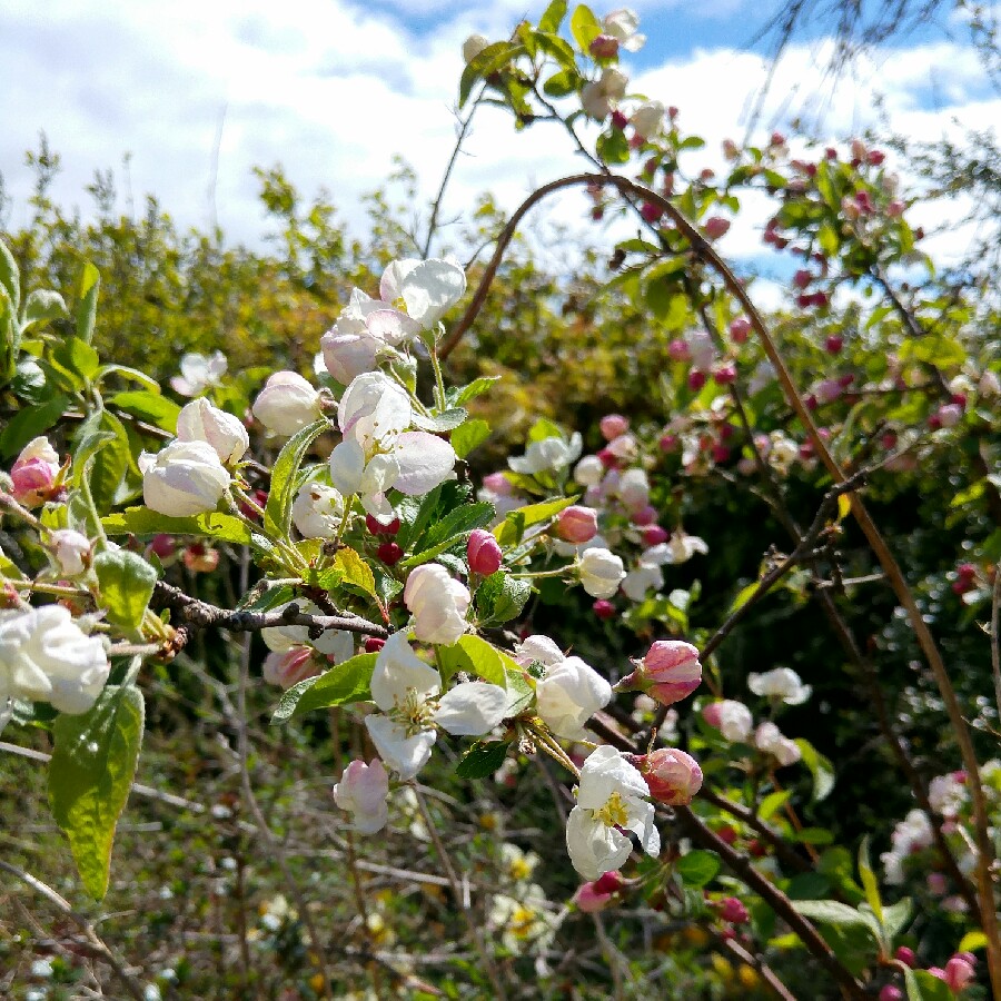 Apple Lord Lambourne in the GardenTags plant encyclopedia