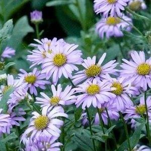 Frikarts Aster  Floras Delight in the GardenTags plant encyclopedia