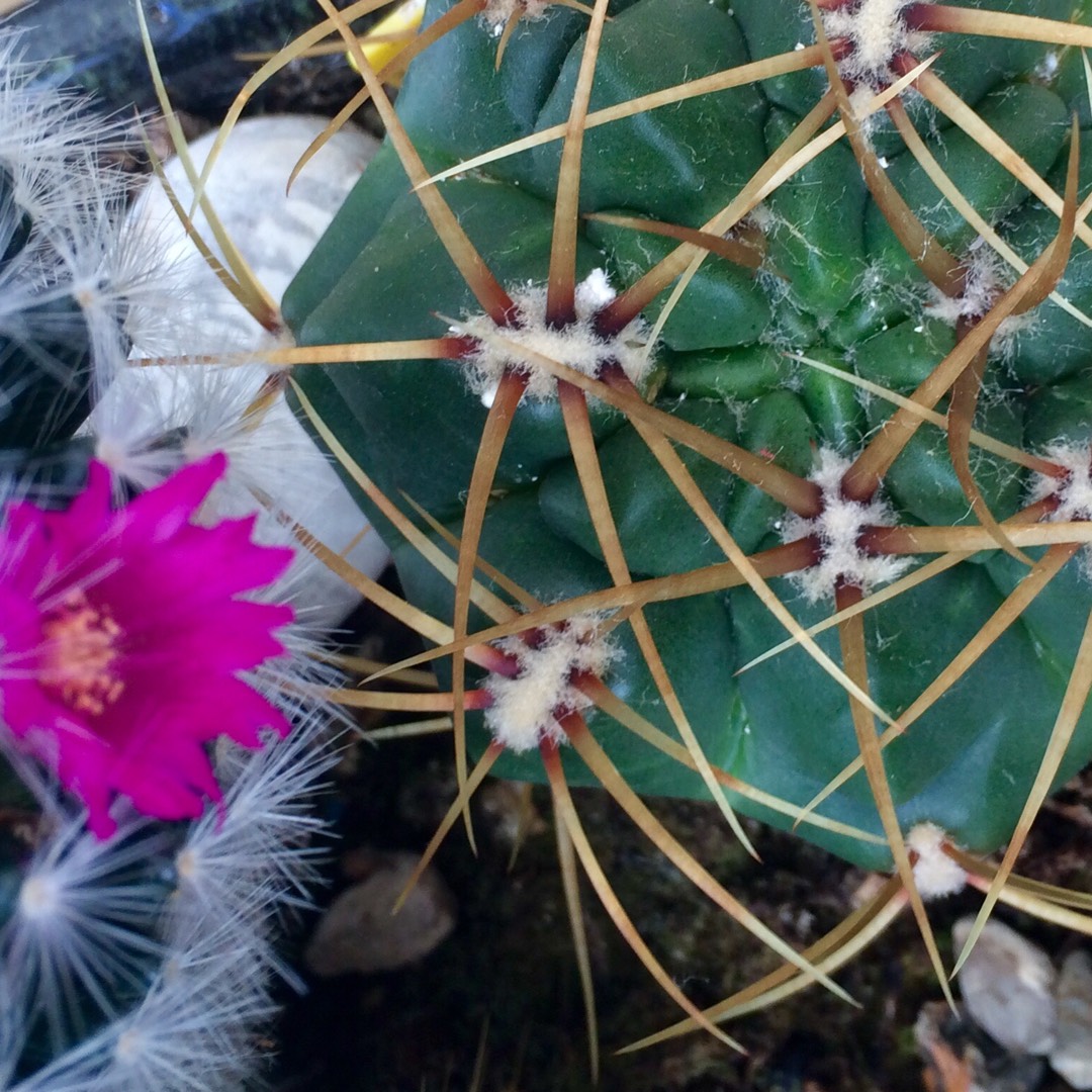 Barrel Cactus in the GardenTags plant encyclopedia