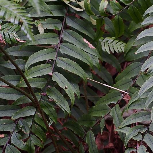 Holly Fern in the GardenTags plant encyclopedia