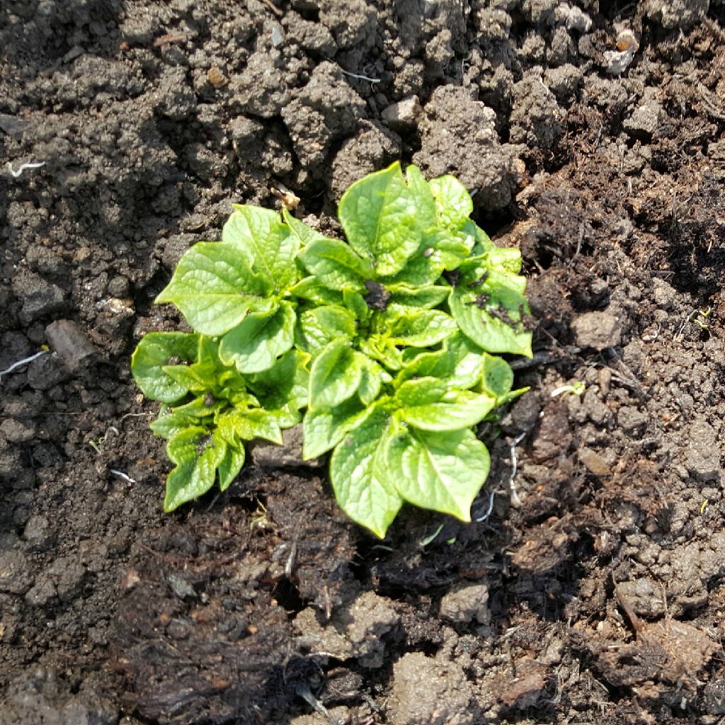 Potato Orla in the GardenTags plant encyclopedia