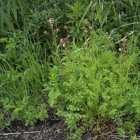 Small burnet in the GardenTags plant encyclopedia