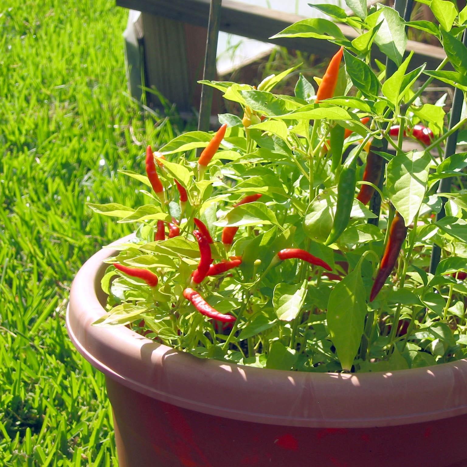 Chilli Pepper Piri Piri in the GardenTags plant encyclopedia