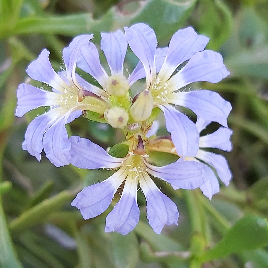 Fan-Flower in the GardenTags plant encyclopedia