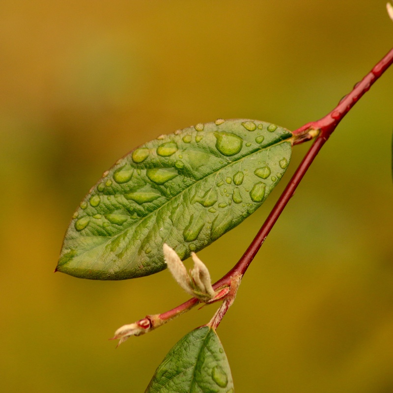 Cotoneaster Cornubia in the GardenTags plant encyclopedia