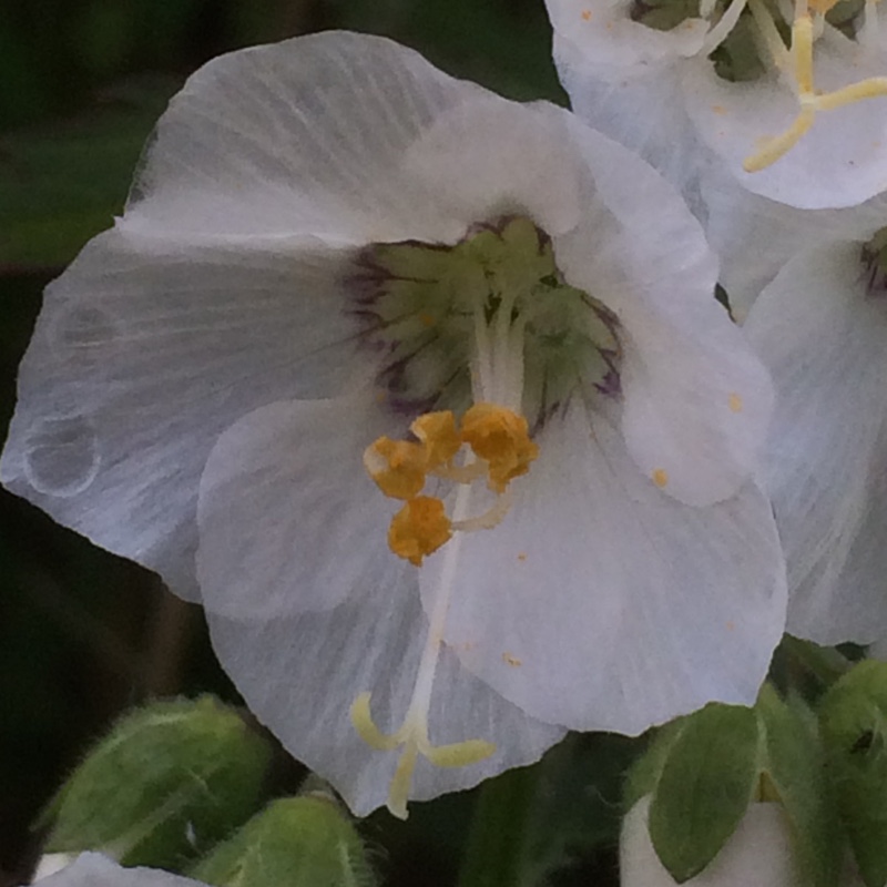 White Jacobs-ladder in the GardenTags plant encyclopedia