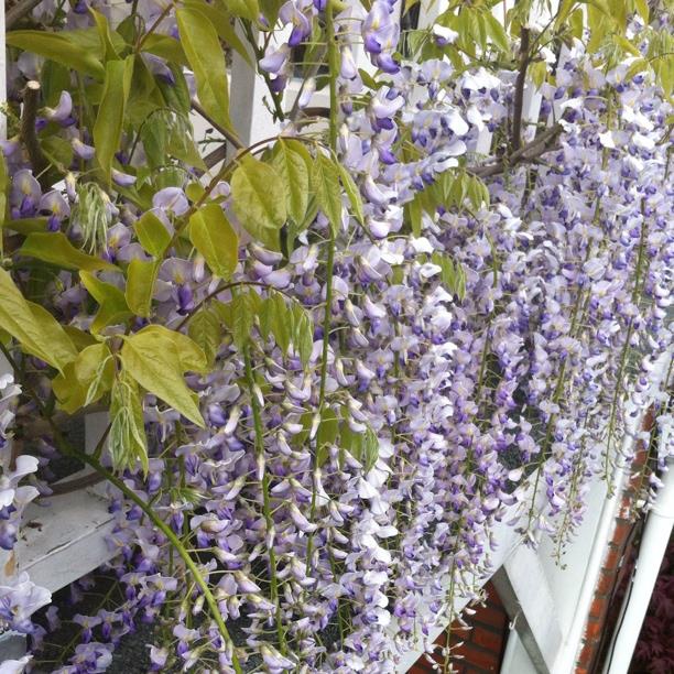 Japanese Wisteria in the GardenTags plant encyclopedia