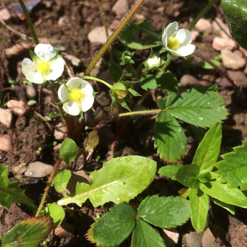 Virginia Strawberry in the GardenTags plant encyclopedia