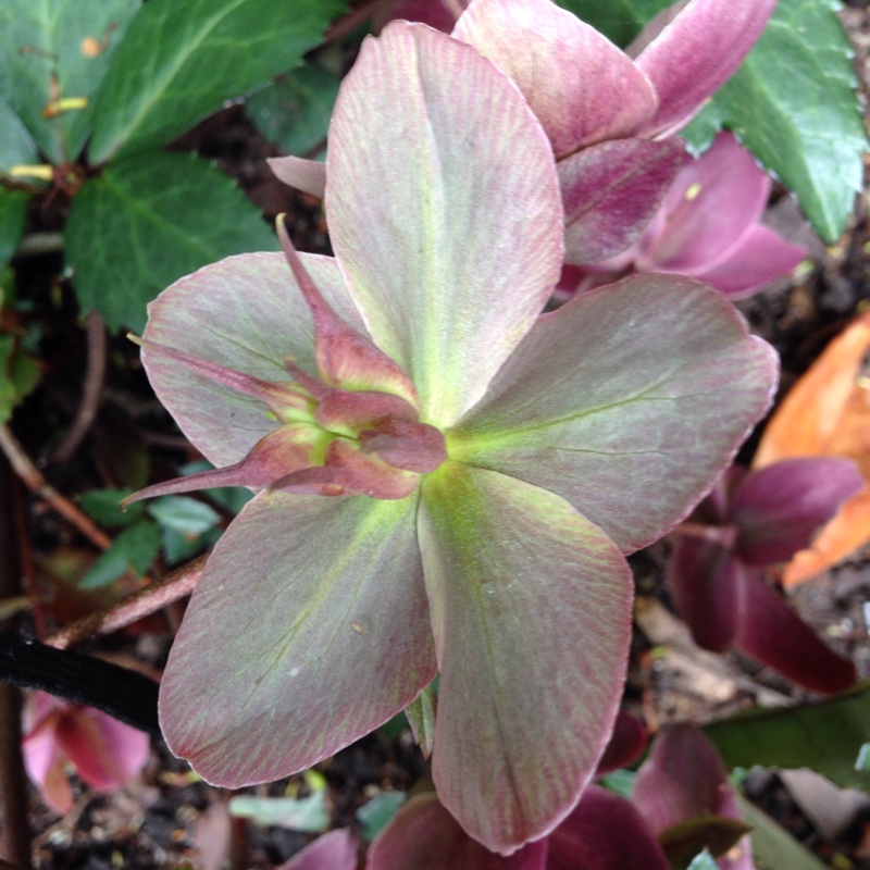 Hellebore Pirouette in the GardenTags plant encyclopedia