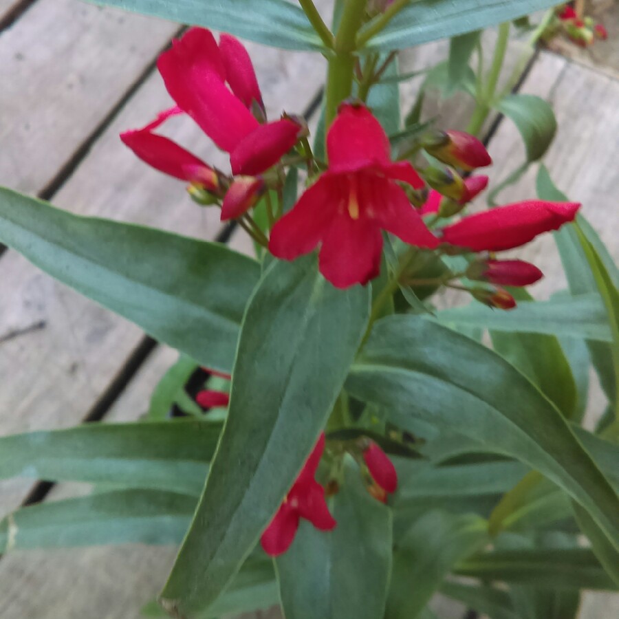 Beardtongue Red Riding Hood in the GardenTags plant encyclopedia