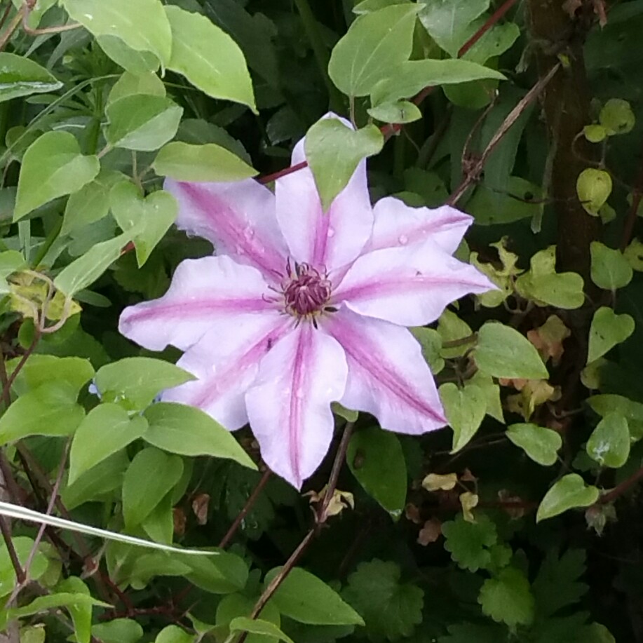 Clematis Candy Stripe in the GardenTags plant encyclopedia