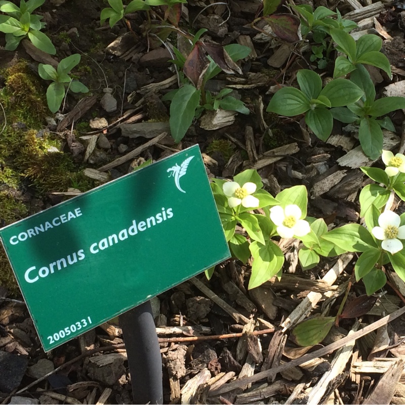 Creeping Dogwood in the GardenTags plant encyclopedia