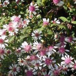 Calico aster in the GardenTags plant encyclopedia