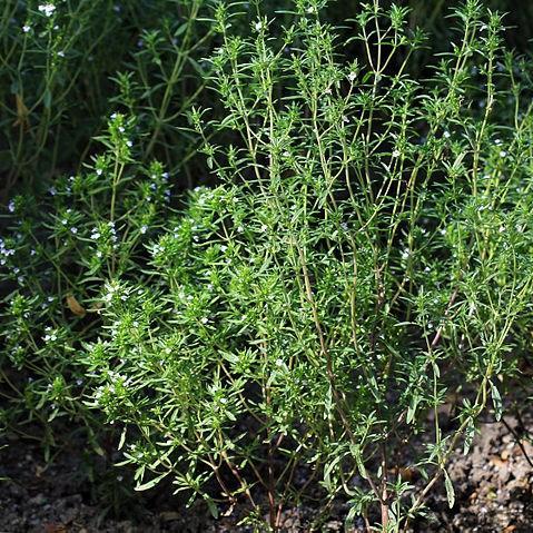 Summer Savory in the GardenTags plant encyclopedia