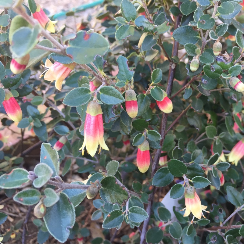 Australian Fuchsia Canberra Bells in the GardenTags plant encyclopedia