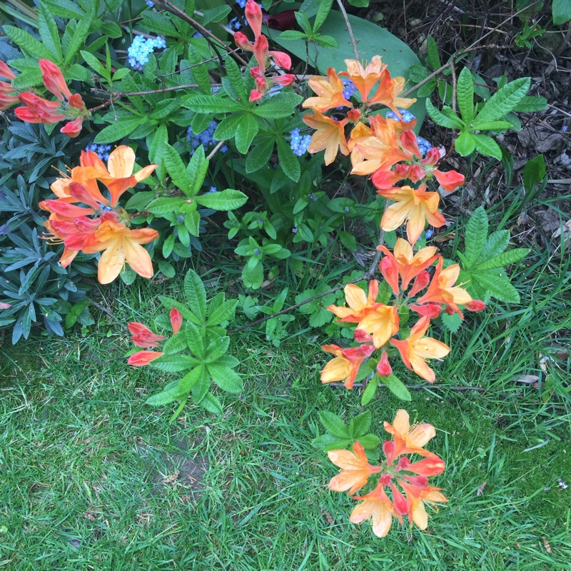 Azalea Koningin Emma in the GardenTags plant encyclopedia