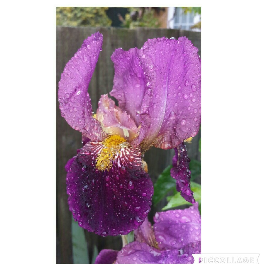 Bearded Iris Queen Of May (Tall) in the GardenTags plant encyclopedia