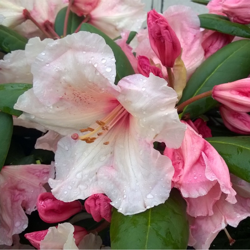 Rhododendron Virginia Richards in the GardenTags plant encyclopedia