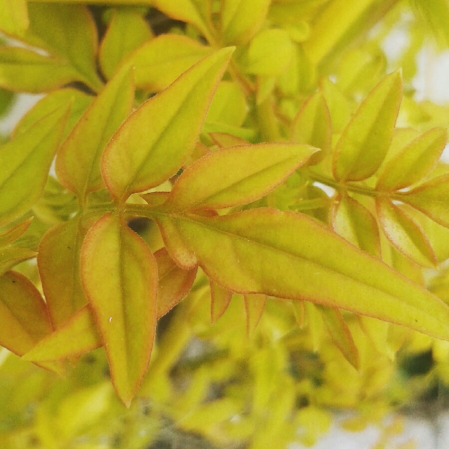 Summer Jasmine Fiona Sunrise in the GardenTags plant encyclopedia