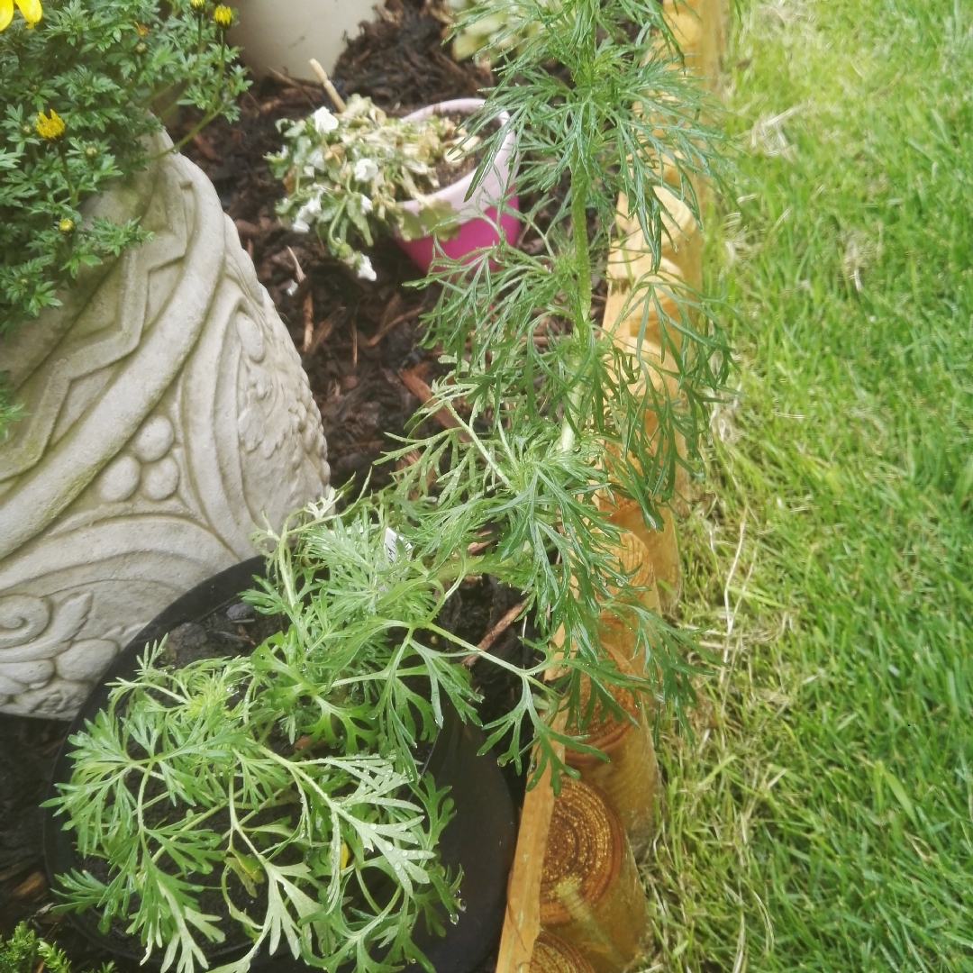 Delphinium Cassius in the GardenTags plant encyclopedia