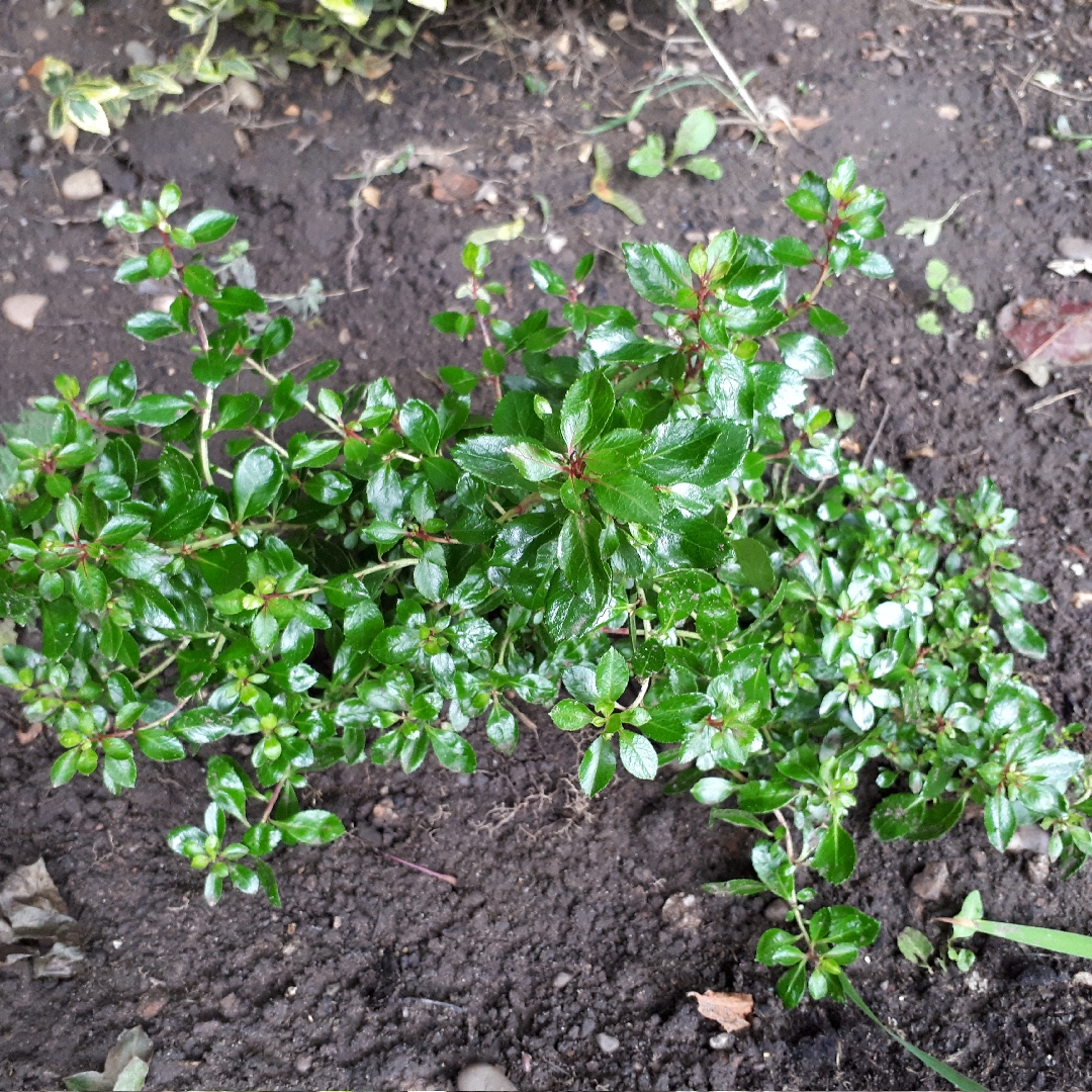 Escallonia Red Dream in the GardenTags plant encyclopedia