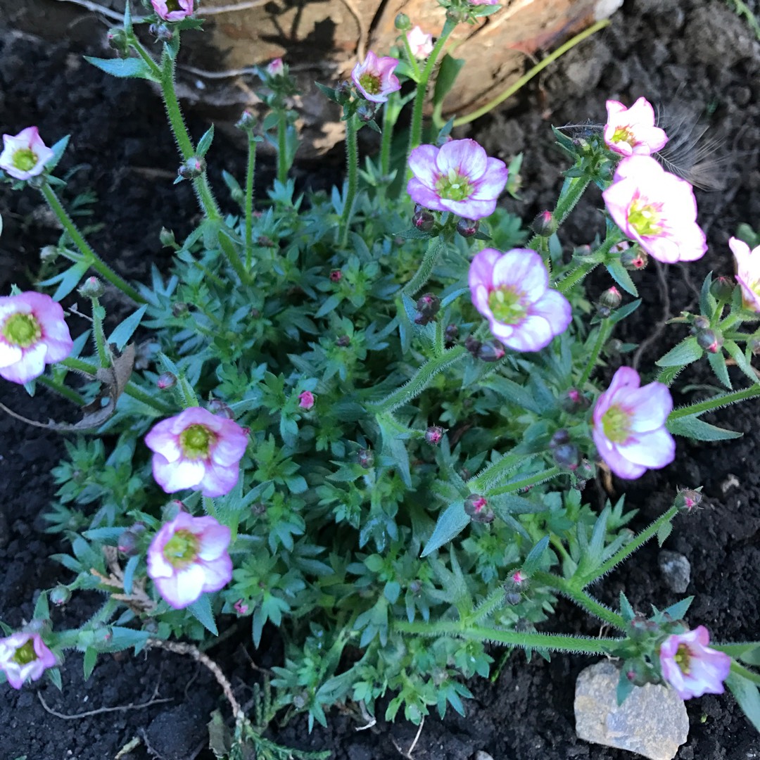 Saxifrage Early Pink Heart in the GardenTags plant encyclopedia