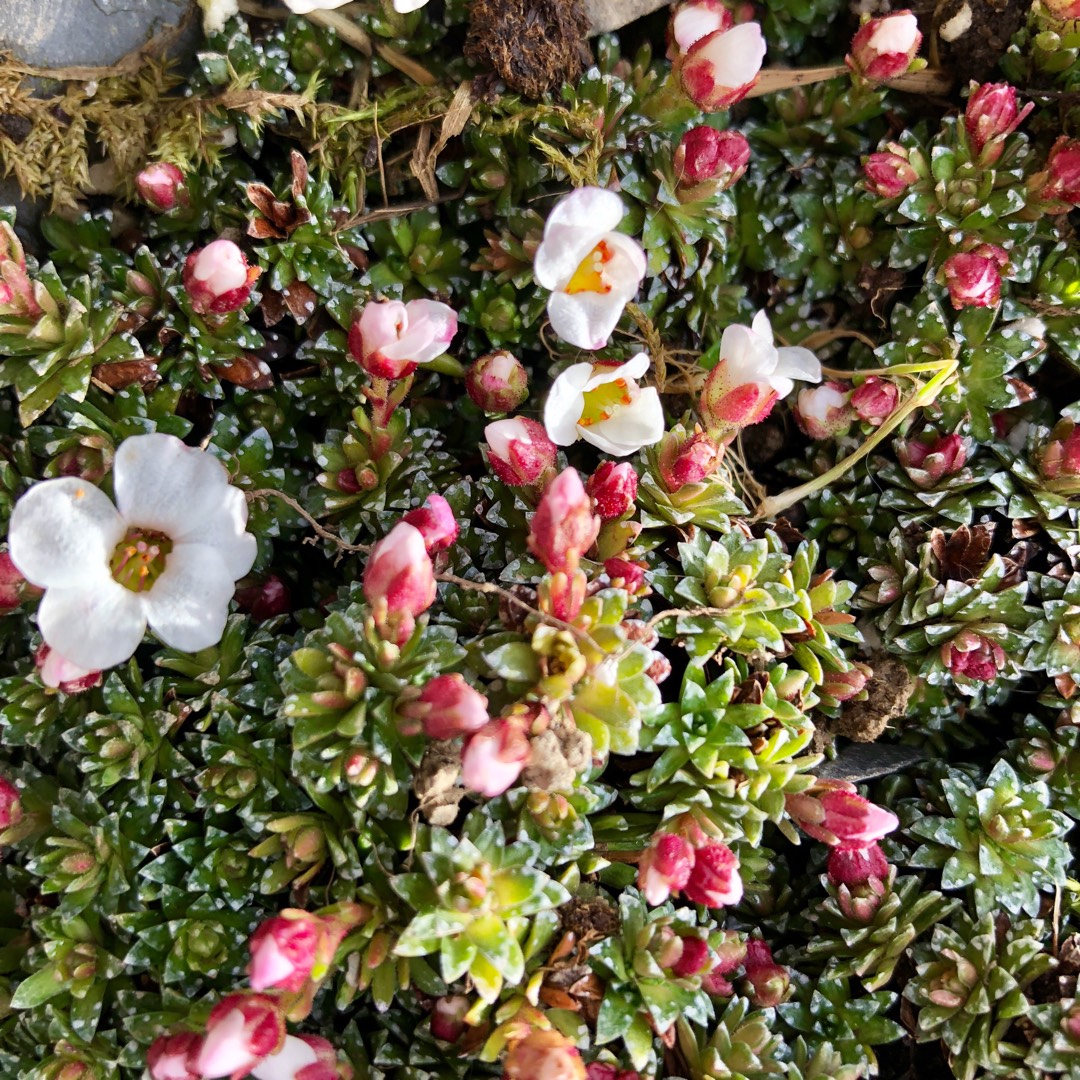 Saxifrage Alpino White in the GardenTags plant encyclopedia