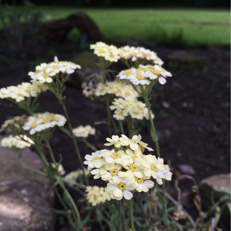 Yarrow King Edward in the GardenTags plant encyclopedia