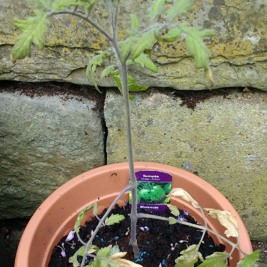 Tomato Green Zebra in the GardenTags plant encyclopedia