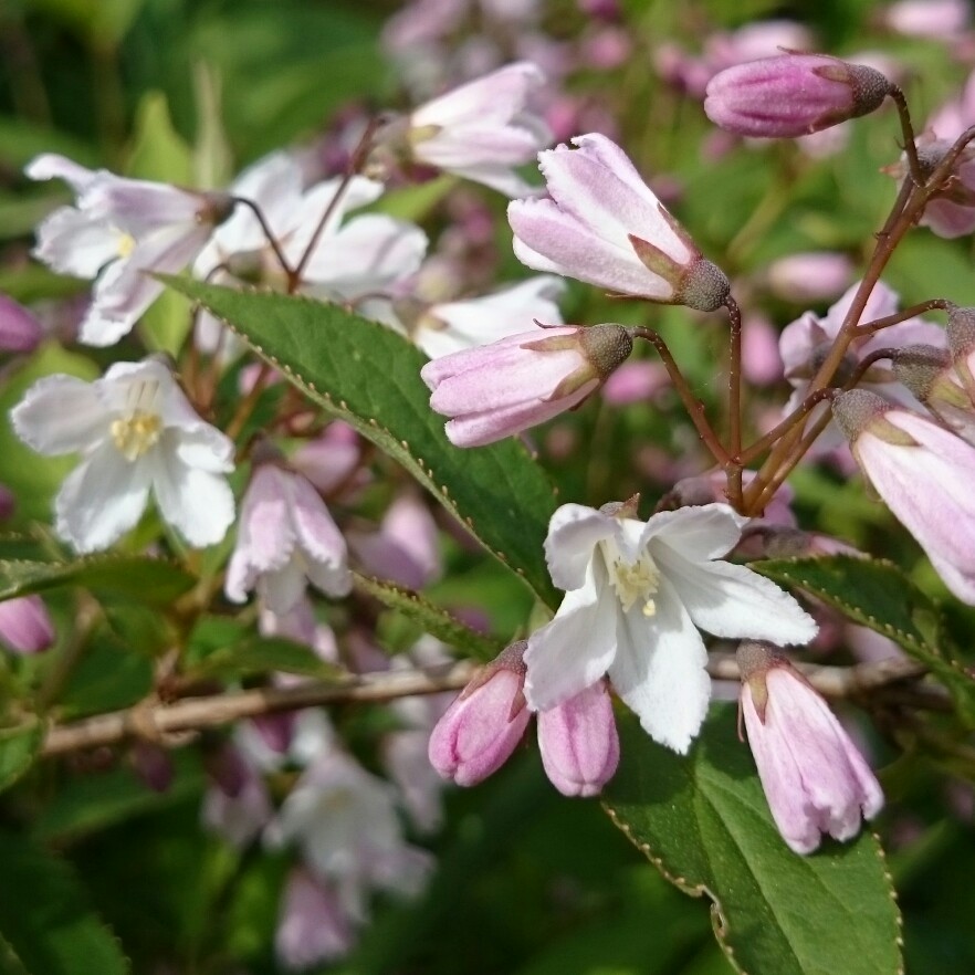 Deutzia Rosea in the GardenTags plant encyclopedia