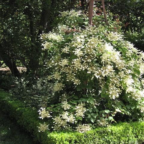 Japanese hydrangea vine in the GardenTags plant encyclopedia