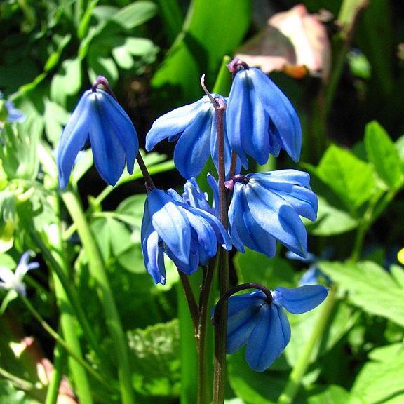 Siberian squill in the GardenTags plant encyclopedia