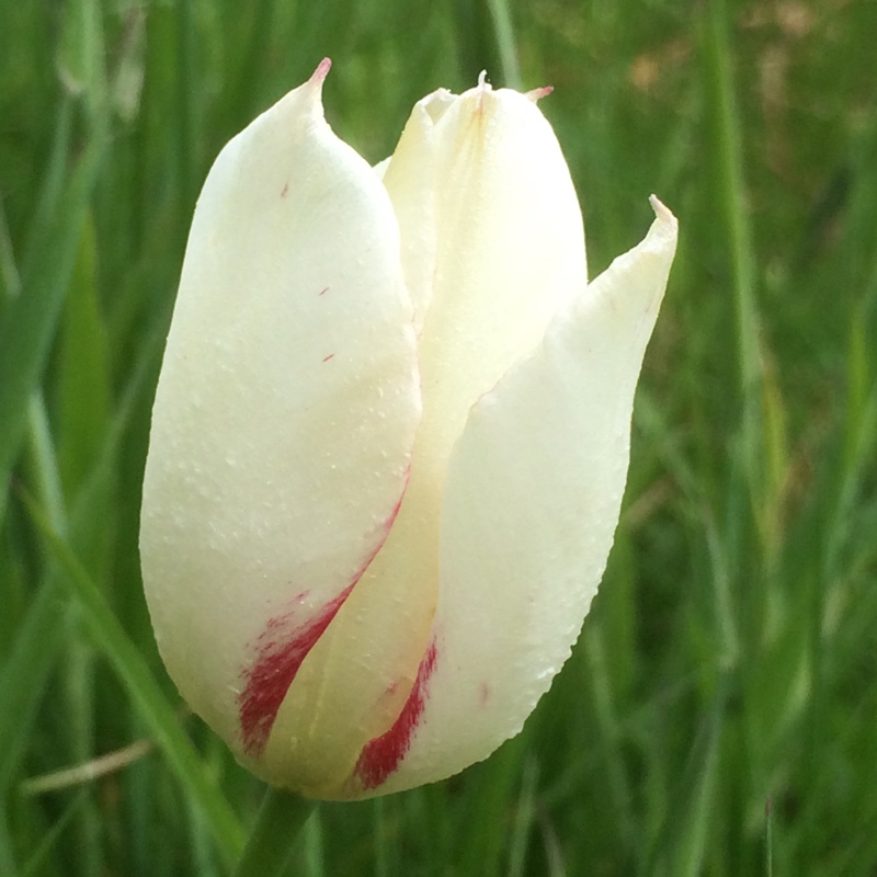 Tulip (Species) Marjoletti Tulip in the GardenTags plant encyclopedia