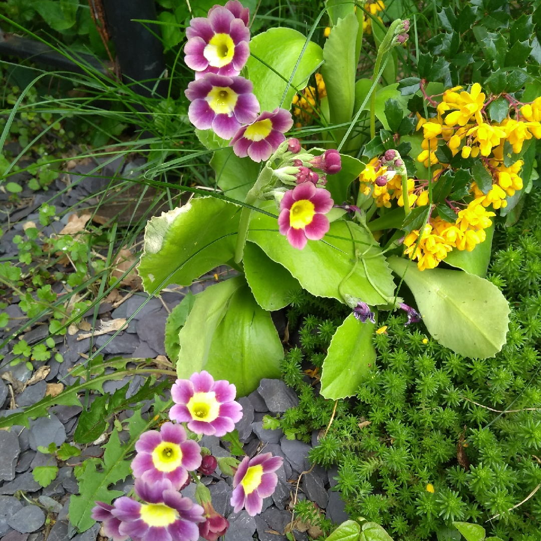 Garden Auricula in the GardenTags plant encyclopedia