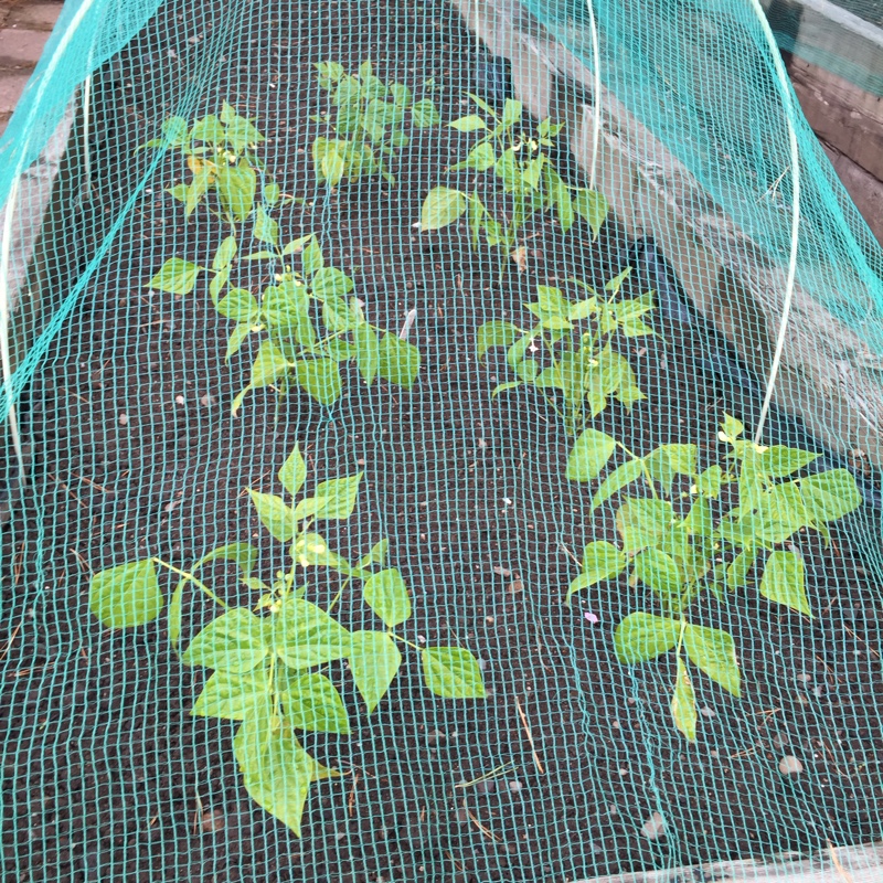 Dwarf French Bean Primavera in the GardenTags plant encyclopedia