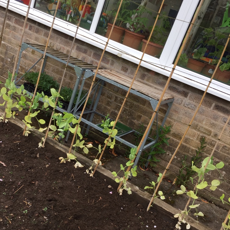 Pea Rondo in the GardenTags plant encyclopedia