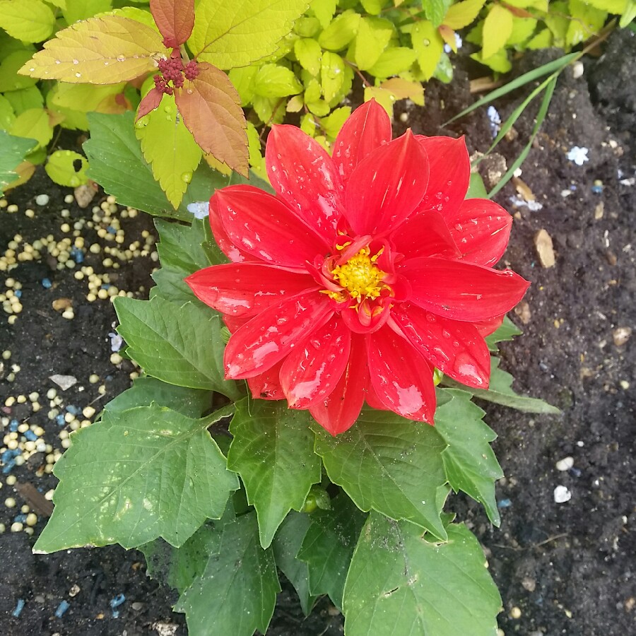 Dahlia Dahlietta Tessy (Bedding) in the GardenTags plant encyclopedia