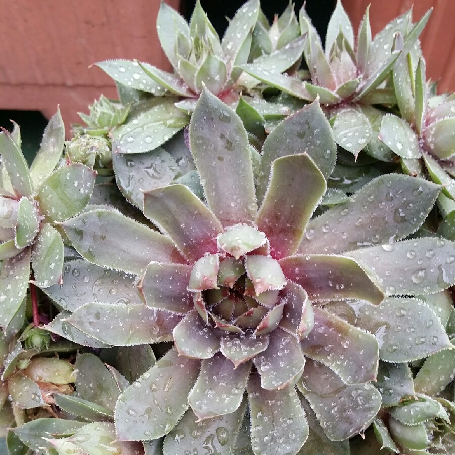 Sempervivum Violaceum in the GardenTags plant encyclopedia